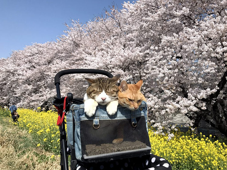 The Travelling Cats