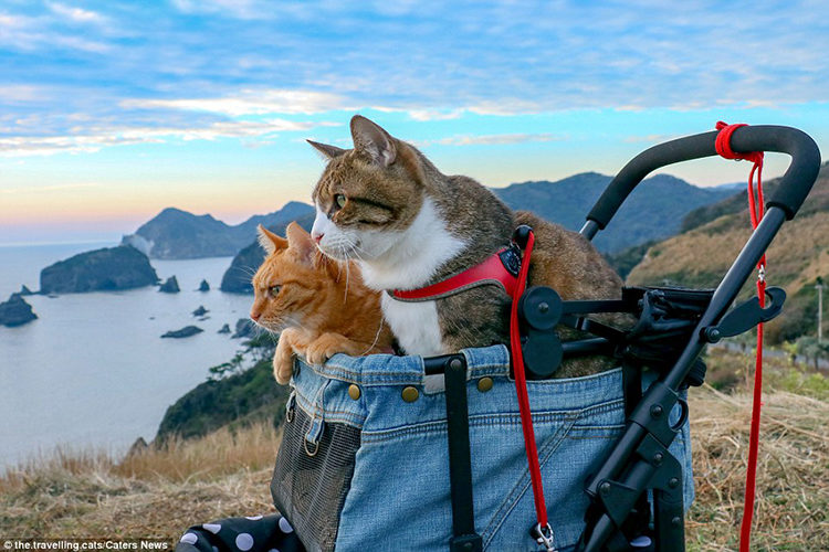 The Travelling Cats