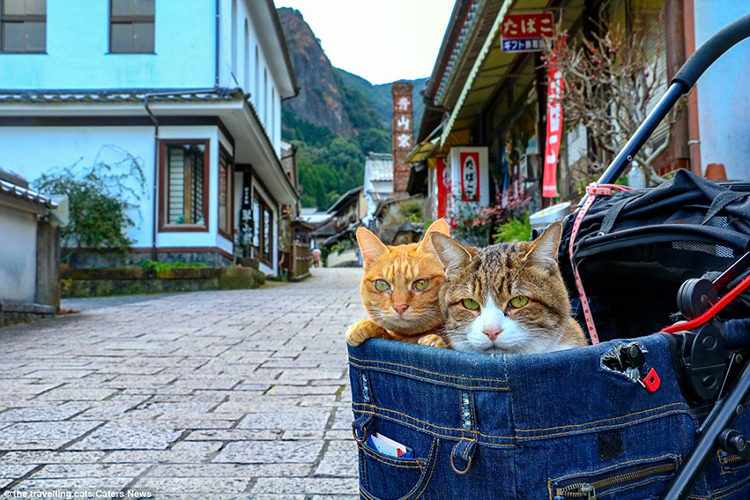 The Travelling Cats