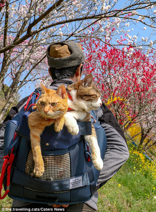 The Travelling Cats