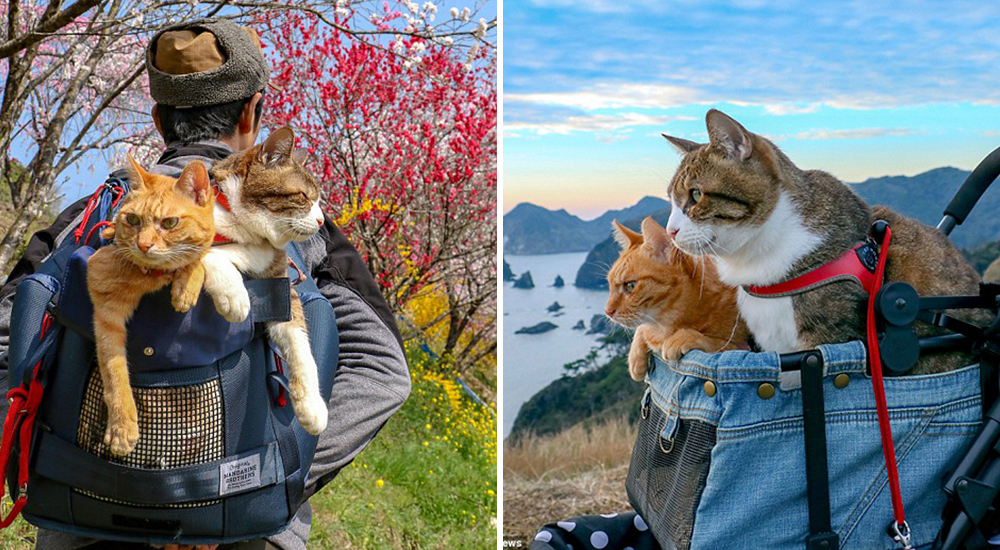 Gatitos extrañan a su dueño cuando viaja – Él crea la mejor solución para llevarlos por el mundo Gatitos extrañan a su dueño cuando viaja – Él crea la mejor solución para llevarlos por el mundo