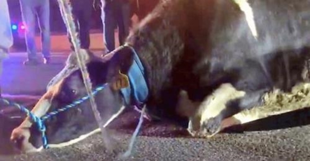 Vaca embarazada desesperada por salvar a su bebé salta del camión minutos antes de su final