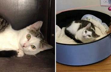 Willow gatita con cabeza torcida