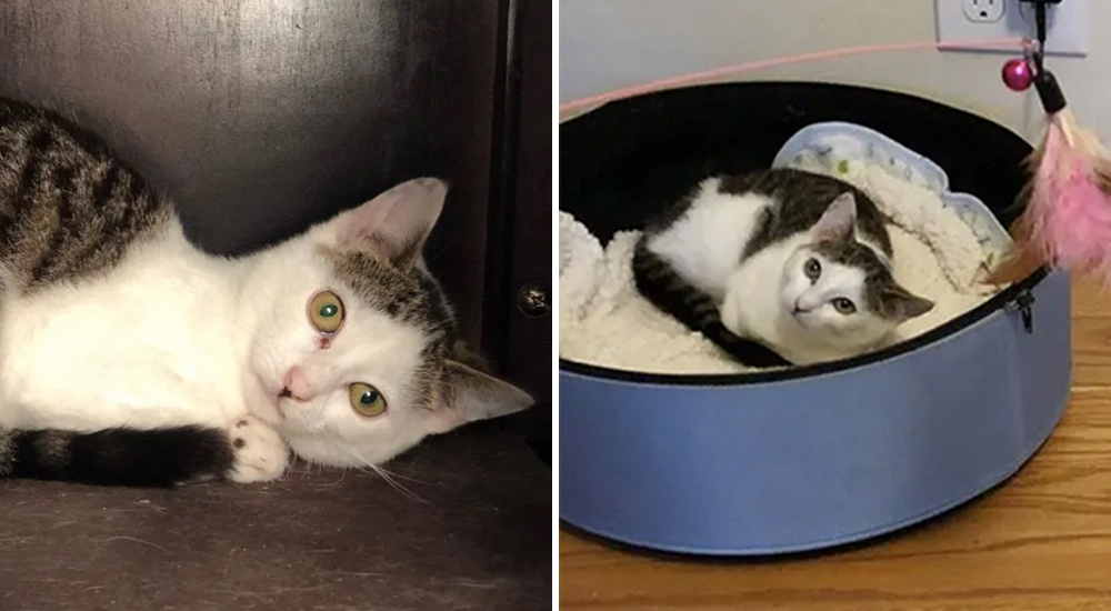 Débil y sin poder levantar su cabeza, una gatita abandonada descubre el amor de los humanos Débil y sin poder levantar su cabeza, una gatita abandonada descubre el amor de los humanos