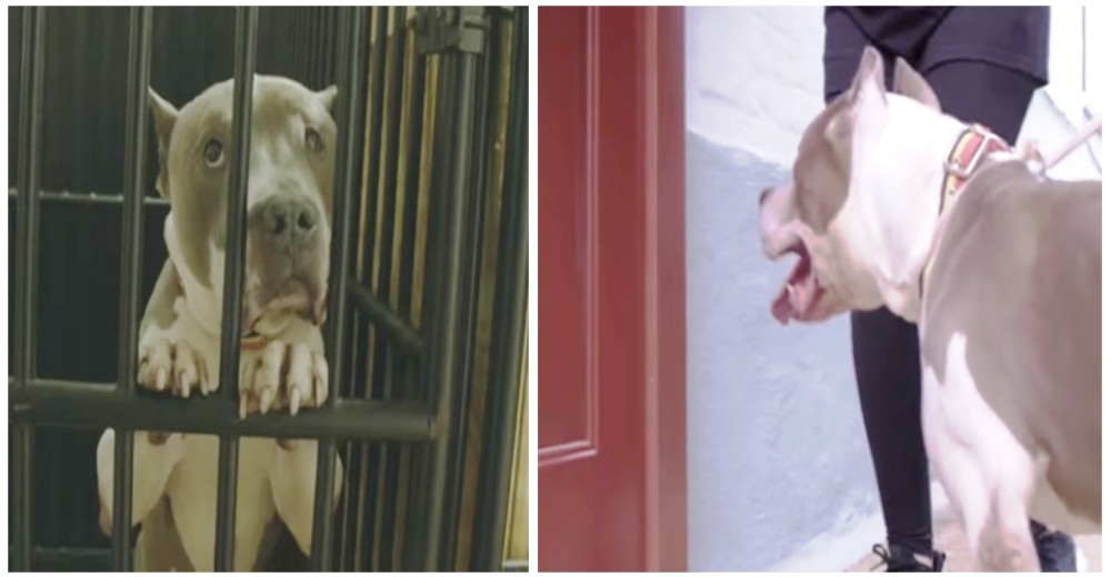 Un pitbull anciano y descuidado logra tener una familia y entra en un hogar por primera vez Un pitbull anciano y descuidado logra tener una familia y entra en un hogar por primera vez
