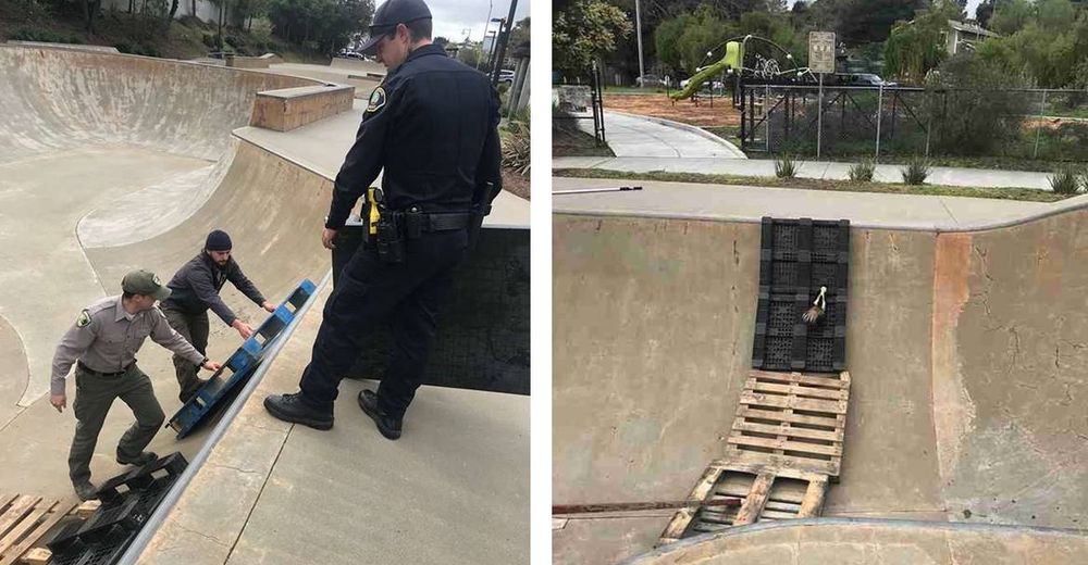 Unos policías idean la mejor manera de rescatar a una criatura atrapada en una pista de patinaje Unos policías idean la mejor manera de rescatar a una criatura atrapada en una pista de patinaje