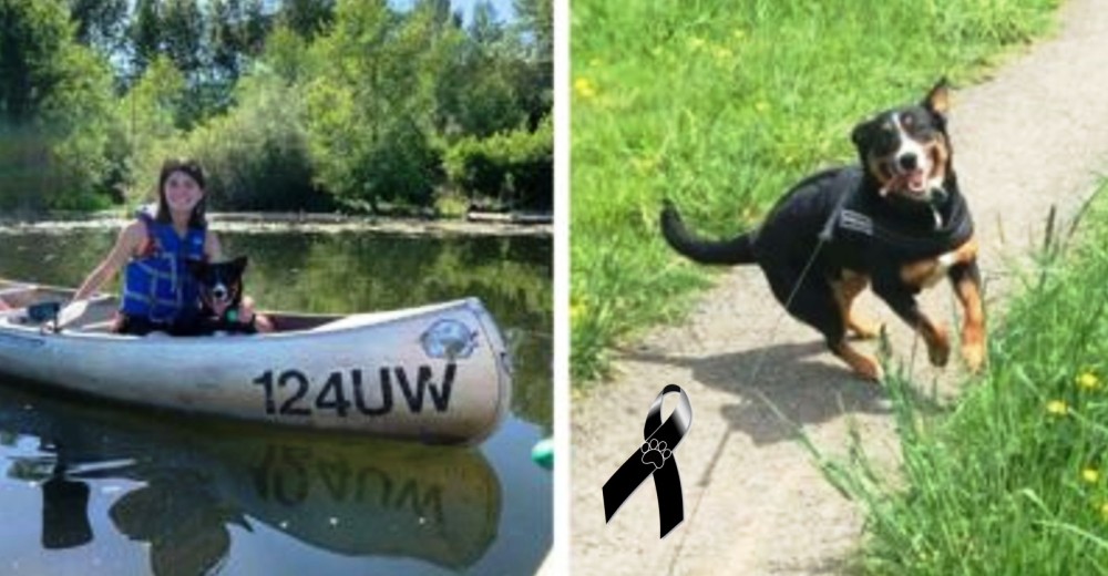 Muere su perro tras dar un inocente paseo en el lago y ahora advierte al mundo del peligro Muere su perro tras dar un inocente paseo en el lago y ahora advierte al mundo del peligro