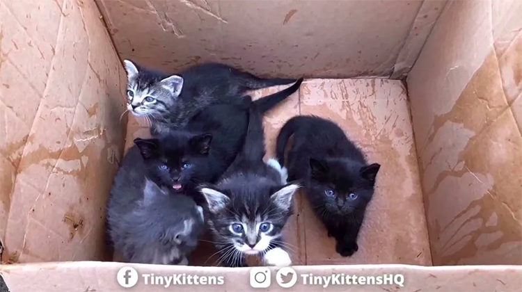 Abuelo gato cuida a huerfanitos