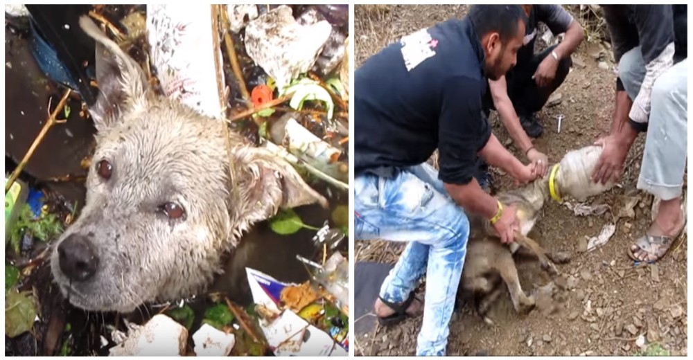 Los 10 rescates de animales que nos devuelven la esperanza en la humanidad Los 10 rescates de animales que nos devuelven la esperanza en la humanidad