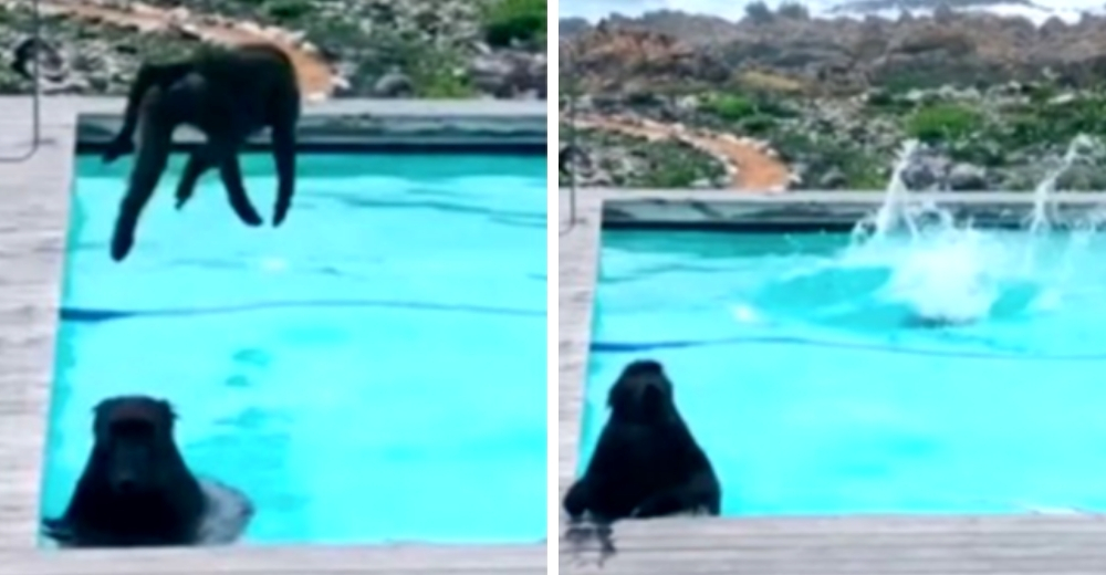 Traviesos babuinos salvajes invaden la casa de un hombre y hacen fiesta en la piscina Traviesos babuinos salvajes invaden la casa de un hombre y hacen fiesta en la piscina