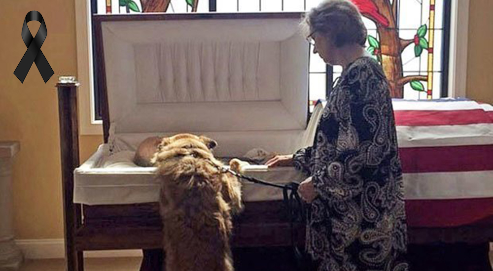 Asiste al funeral de su amo y le da un último adiós que rompió el corazón de muchos Asiste al funeral de su amo y le da un último adiós que rompió el corazón de muchos