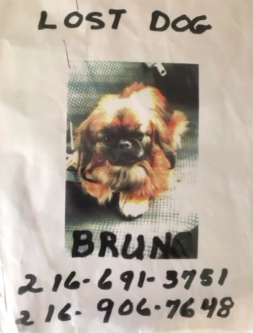 Bruno pekinés perdido en Ohio