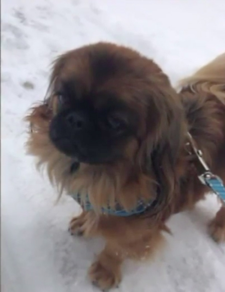 Bruno pekinés perdido en Ohio