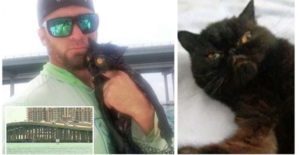 Desvía su rumbo para salvar a una gata arrojada fuertemente al mar como si fuera un desperdicio Desvía su rumbo para salvar a una gata arrojada fuertemente al mar como si fuera un desperdicio