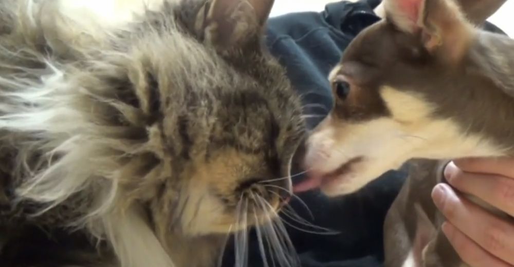 Una gata y una chihuahua que se profesan una enorme amistad, se niegan a ser separadas Una gata y una chihuahua que se profesan una enorme amistad, se niegan a ser separadas