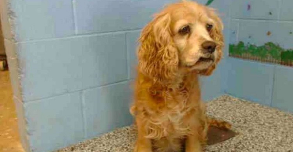 Perrita anciana llora de dolor al ver que la abandonaron para llevarse a un perro más joven Perrita anciana llora de dolor al ver que la abandonaron para llevarse a un perro más joven