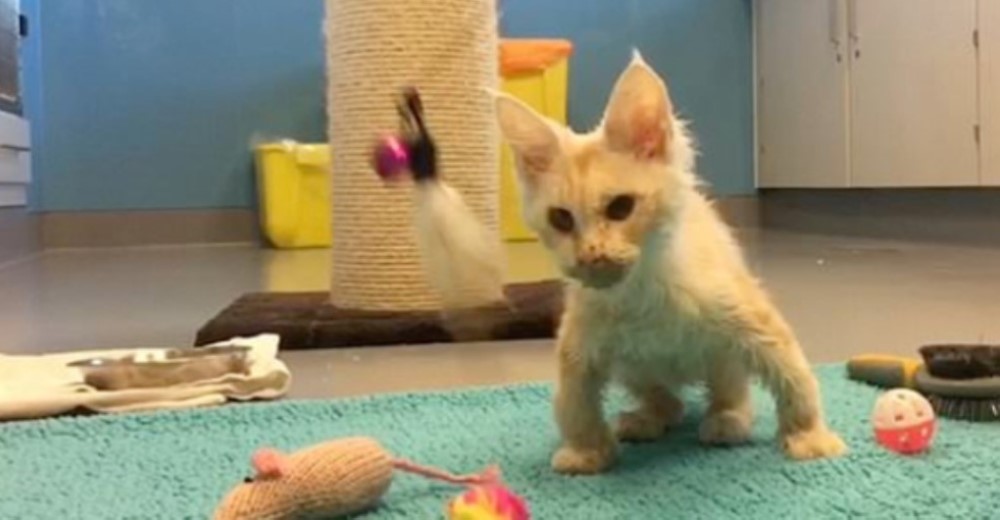 Estaba desnutrido y con sus patas arqueadas tras ser abandonado con la nota: «ayúdame por favor» Estaba desnutrido y con sus patas arqueadas tras ser abandonado con la nota: «ayúdame por favor»