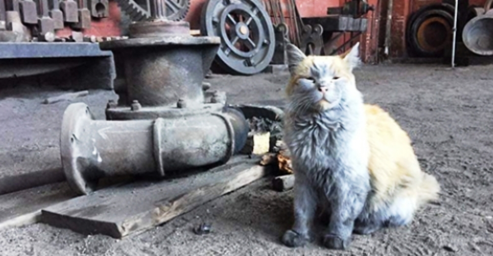 Gatito ferroviario siempre parece necesitar un baño, pero su sola presencia enamora a millones Gatito ferroviario siempre parece necesitar un baño, pero su sola presencia enamora a millones