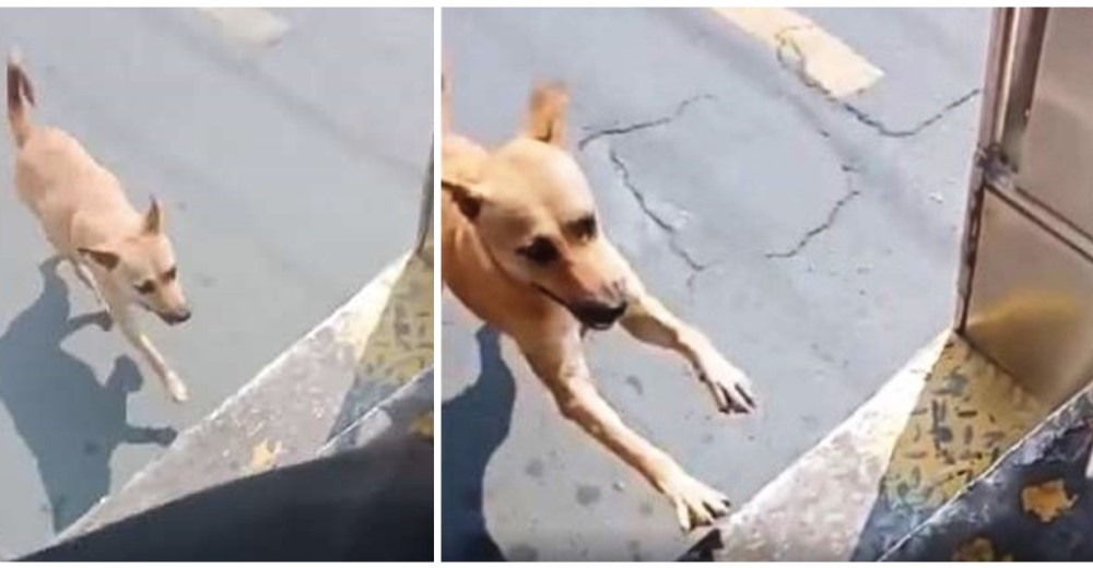 Persigue a un autobús sin parar intentando subir una y otra vez para que el chófer lo adoptara Persigue a un autobús sin parar intentando subir una y otra vez para que el chófer lo adoptara