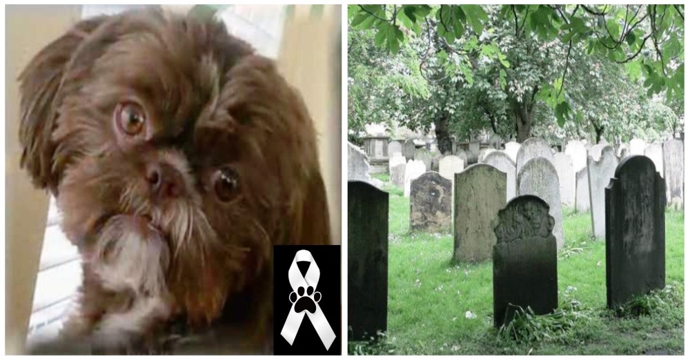 Sacrifican a una perrita en perfecto estado de salud para que pueda ser enterrada con su dueña Sacrifican a una perrita en perfecto estado de salud para que pueda ser enterrada con su dueña