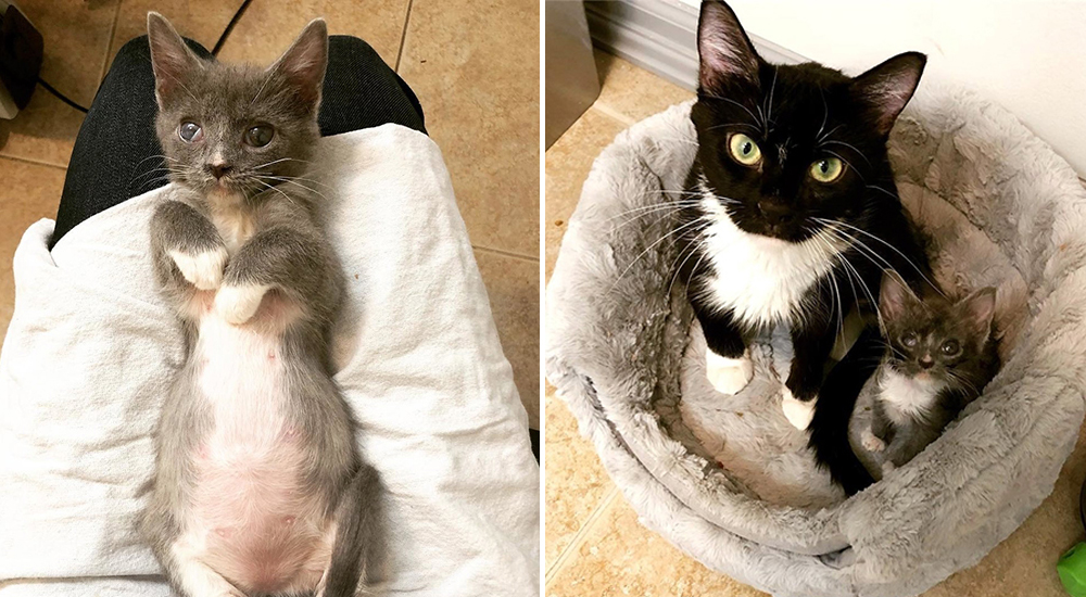 Una gatita recupera la alegría cuando ve que la ayudan a salvar a sus bebés ciegos