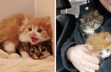 Gatitas rescatadas en Canada