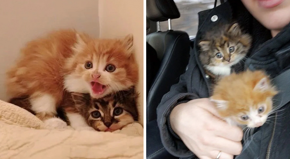 Una gata trajo a casa 3 bebés que necesitaban ayuda, pero no eran suyos Una gata trajo a casa 3 bebés que necesitaban ayuda, pero no eran suyos