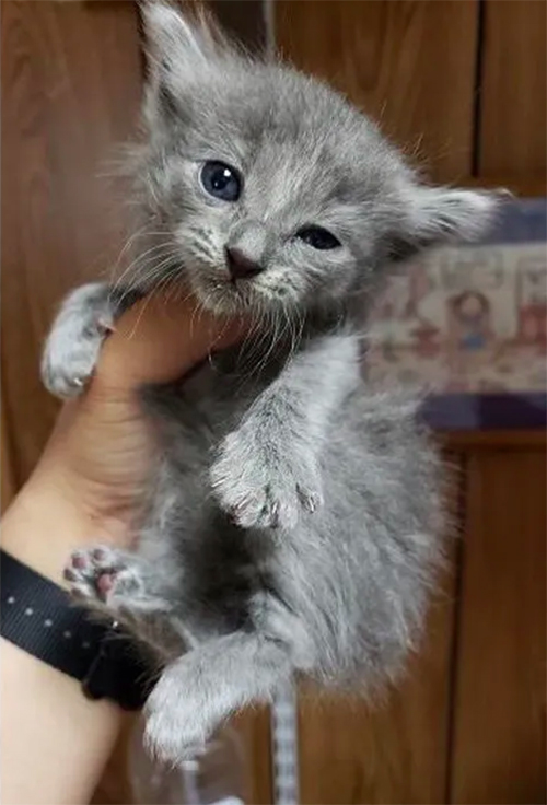 Gatitos rescatados incendio Fresno