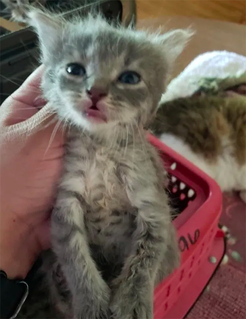 Gatitos rescatados incendio Fresno