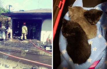 Gatitos rescatados incendio Fresno
