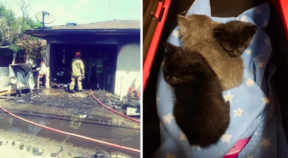 Gatitos rescatados incendio Fresno