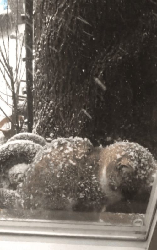gato-nieve-puerta1-500x796.jpg