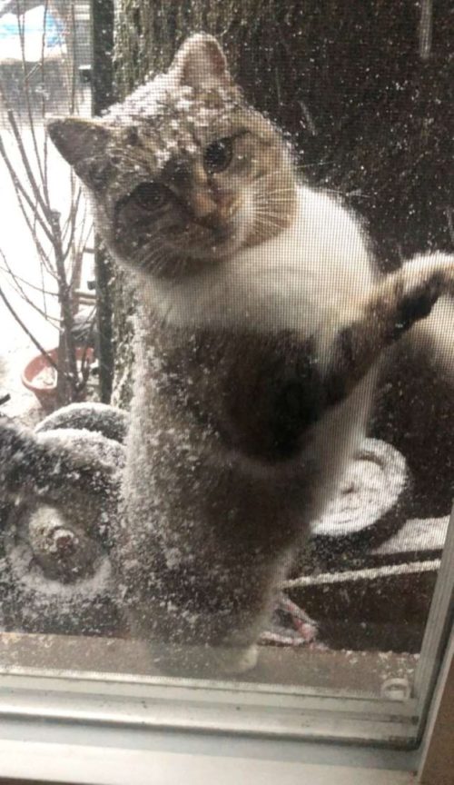 gato-nieve-puerta2-500x864.jpg