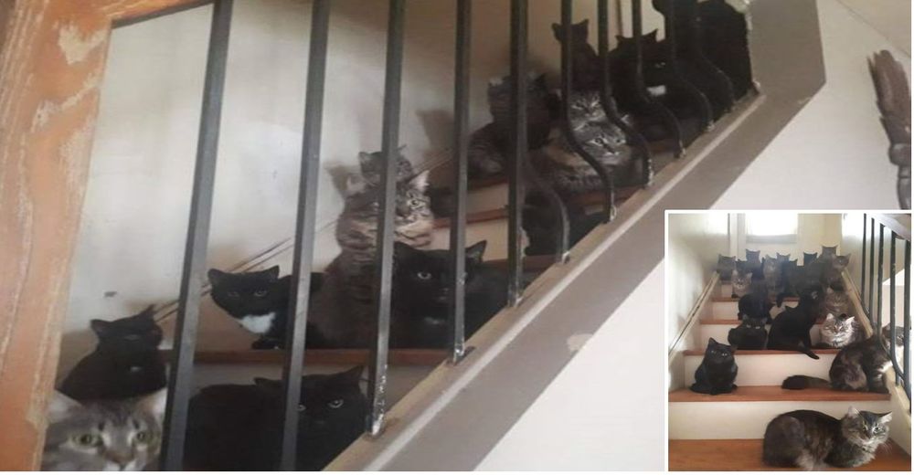 Una mujer amante de los gatos pide ayuda desesperada – Empieza adoptando a 2 y termina con 120 Una mujer amante de los gatos pide ayuda desesperada – Empieza adoptando a 2 y termina con 120