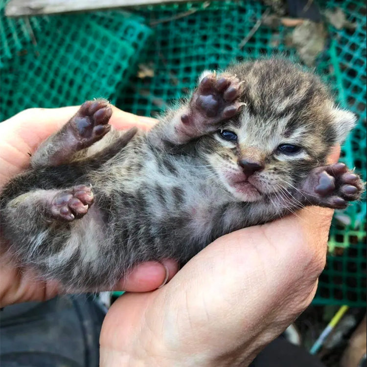 Gatos rescatados en un nido