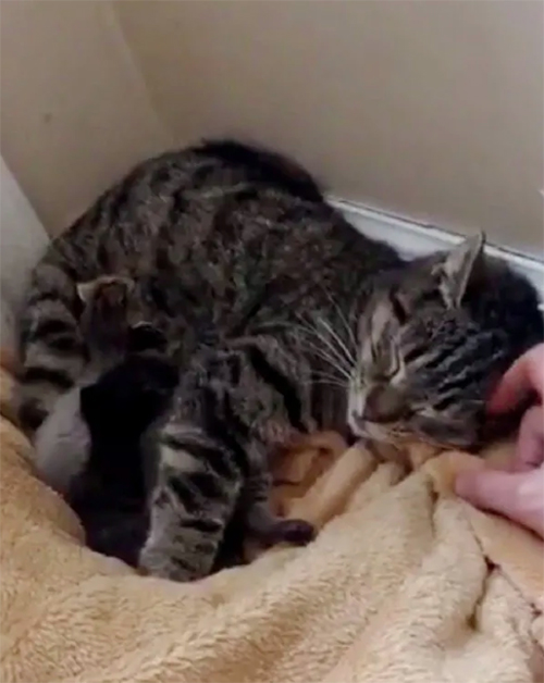 Gatos rescatados en un nido