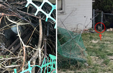 Gatos rescatados en un nido