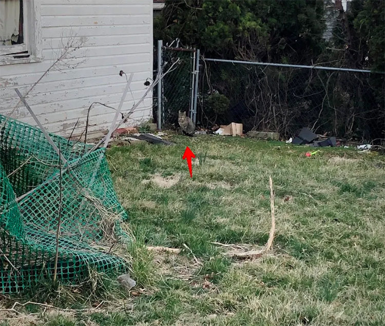 Gatos rescatados en un nido