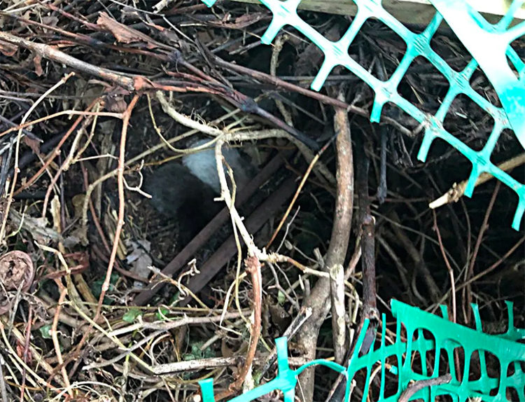 Gatos rescatados en un nido