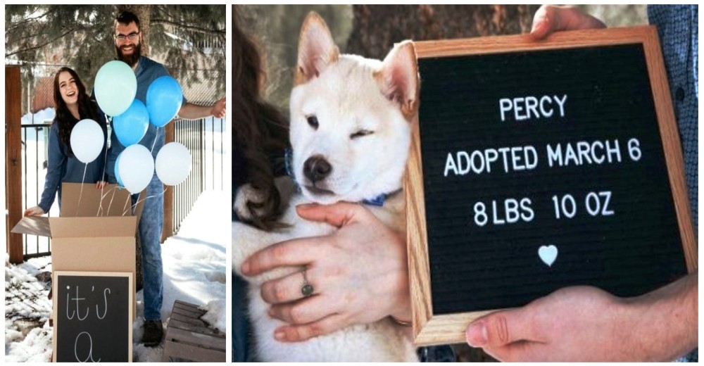 Pareja gasta una divertida broma revelando el género de su «bebé» para presentar a su cachorro Pareja gasta una divertida broma revelando el género de su «bebé» para presentar a su cachorro