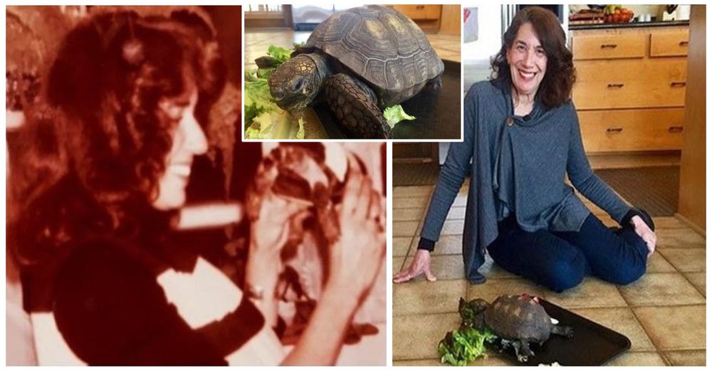 Al cumplir 10 años le regalaron una hermosa tortuga – 56 años después siguen siendo inseparables