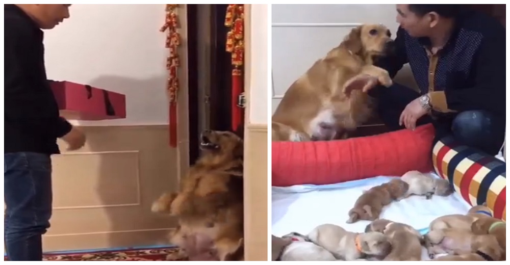 Una amorosa perrita suplica a su humano que no la separe de sus cachorros recién nacidos Una amorosa perrita suplica a su humano que no la separe de sus cachorros recién nacidos