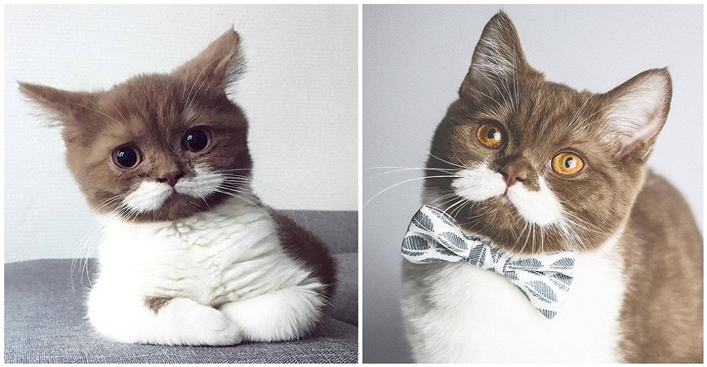 Gringo, el gatito de simpático bigote y personalidad única del que todo el mundo habla Gringo, el gatito de simpático bigote y personalidad única del que todo el mundo habla