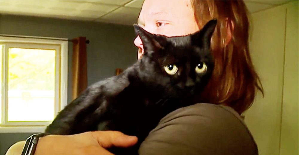 Una gata extraviada reconoce a su dueño y se reúnen 6 años después de permanecer separados