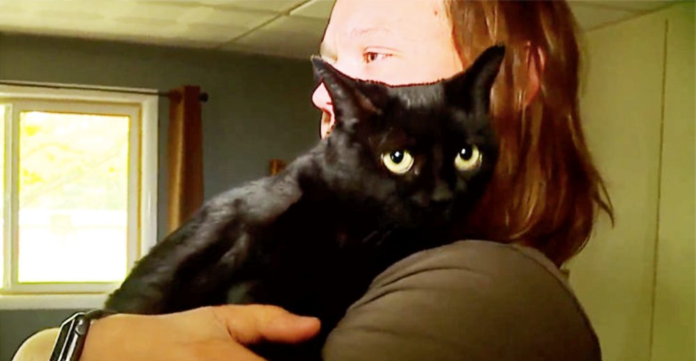 Una gata extraviada reconoce a su dueño y se reúnen 6 años después de permanecer separados Una gata extraviada reconoce a su dueño y se reúnen 6 años después de permanecer separados