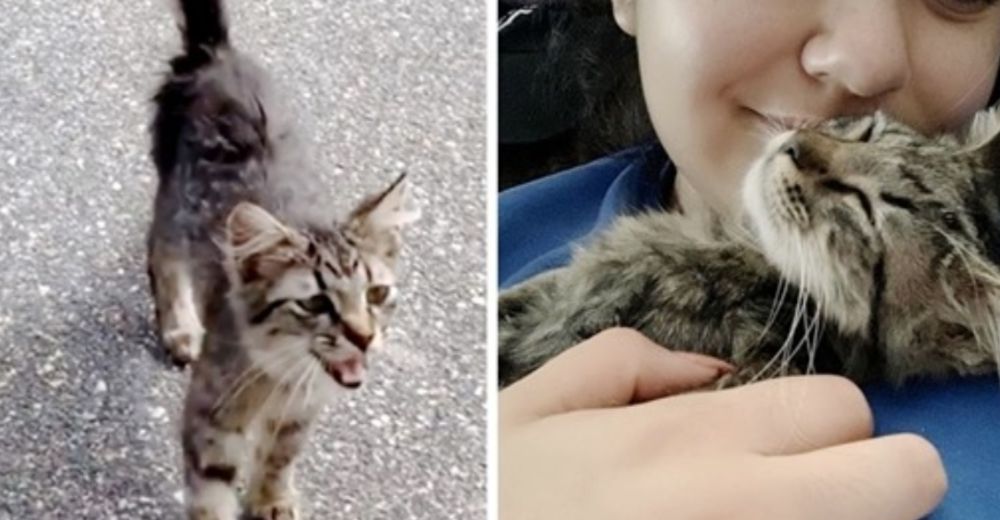 Raquítica gatita callejera se acerca a una paseadora de perros y le suplica irse a casa con ella Raquítica gatita callejera se acerca a una paseadora de perros y le suplica irse a casa con ella