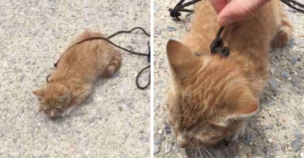 Un gatito atado con un cordón y a punto de perder la vida atropellado es ignorado por todos