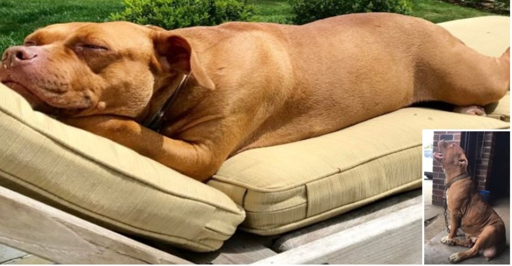 Perrita que sólo probó el duro suelo tras 8 años encadenada hoy tiene todas las camas que quiere Perrita que sólo probó el duro suelo tras 8 años encadenada hoy tiene todas las camas que quiere