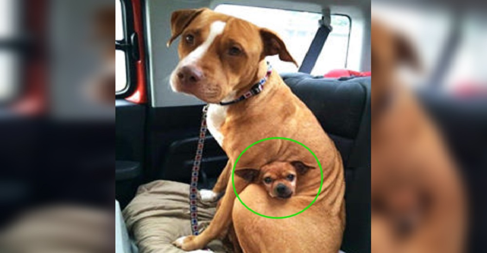 Quieren adoptar a una pitbull pero ella se resiste a abandonar el refugio sin su mejor amigo Quieren adoptar a una pitbull pero ella se resiste a abandonar el refugio sin su mejor amigo
