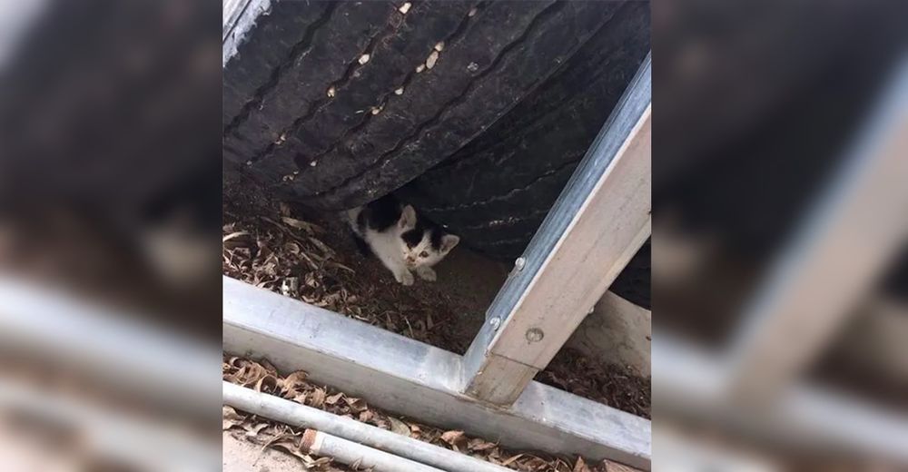 Una gran pila de neumáticos fue el único refugio para este gatito que necesitaba ayuda urgente Una gran pila de neumáticos fue el único refugio para este gatito que necesitaba ayuda urgente